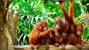 orang utan national park borneo tour