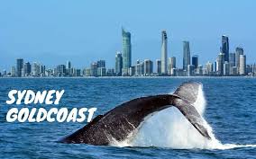 Paket tour sydney goldcoast