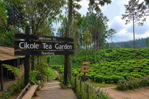 bandung tour tea plantation