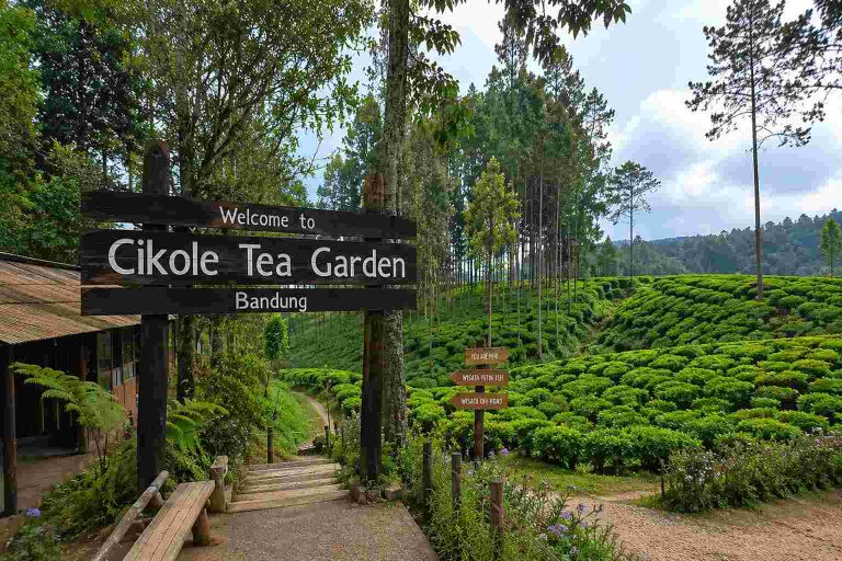 bandung tour tea plantation