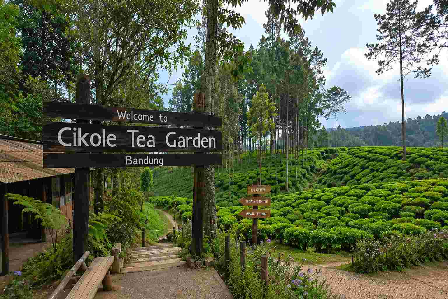 bandung tour tea plantation